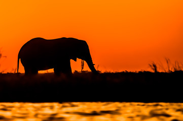 Naklejka na ściany i meble Silhouette of an Elephant during Sunset