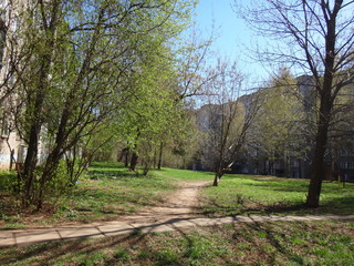 Тропинка и зеленеющие деревья в городском дворе