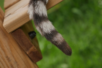 Cat's tail Outdoors