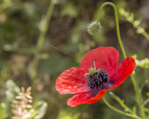 Obraz premium poppy grasshopper