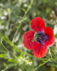Fototapeta premium poppy grasshopper