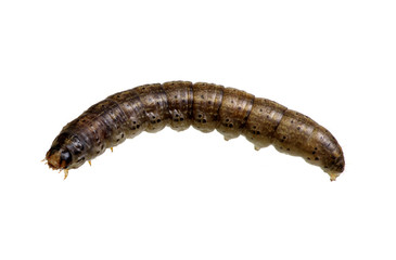  caterpillar
