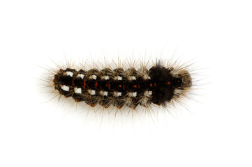  caterpillar