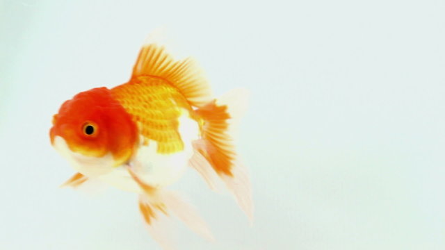 gold fish on isolated background