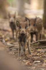 sanglier fôret chasse