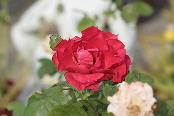 Vintage roses beauty with the nature