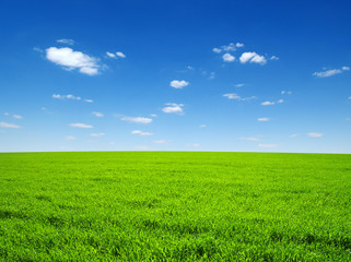 Obraz premium field