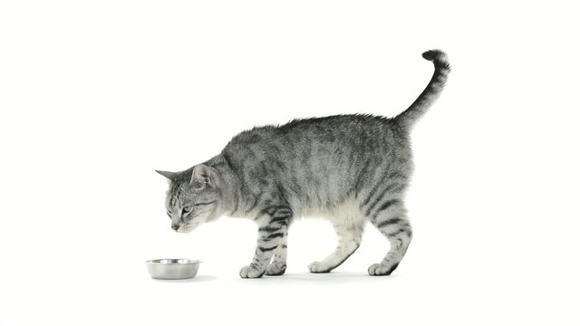 Tabby cat looking at emty bowl and asking for refill