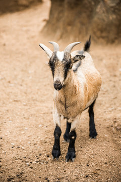 Pygmy Goat on farm
