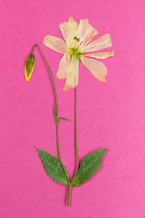 Yellow flower with translucent petals on a pink background