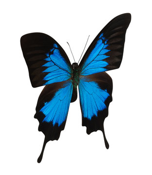 Blue butterfly