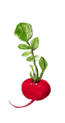 Leaves radishes