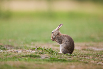 Lapin garenne écureuil