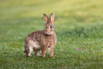 lapin garenne rosée