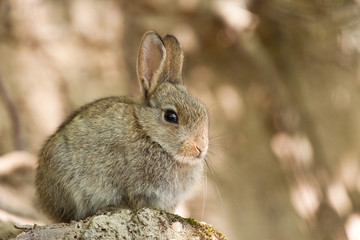 Lapin garenne attend