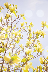 Magnolia blossom with a sun flare. Shallow field of depth.