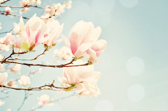 Fototapeta Magnolia blossom with a sun flare. Shallow field of depth.