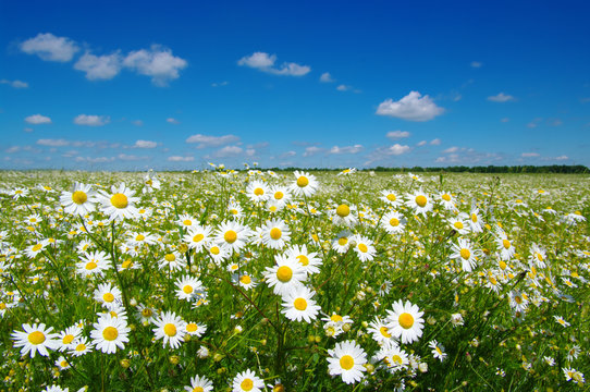 Fototapeta White camomiles