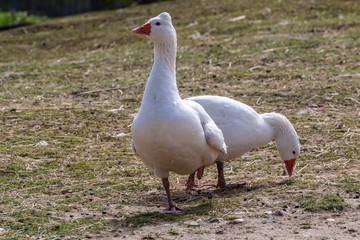 Roman tuffed goose