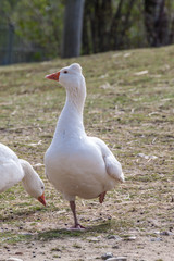 Roman tuffed goose