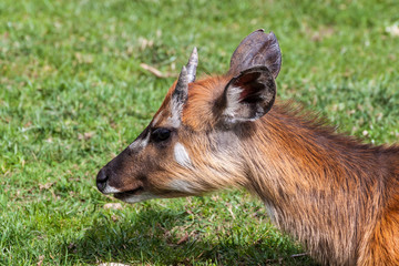 Sitatunga