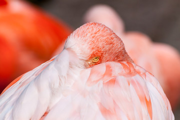 Naklejka premium Chilean flamingo closeup