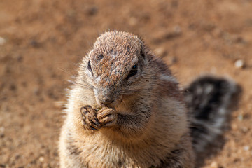Striped bush squirrel