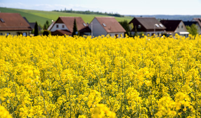 field, rapeseed, yellow, agriculture, green, sky, farming, natur
