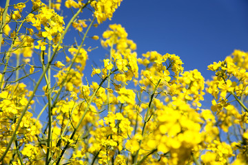 field, rapeseed, yellow, agriculture, green, sky, farming, natur