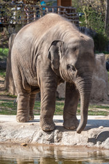 Asian Elephant
