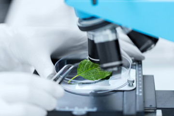 close up of hand with microscope and green leaf