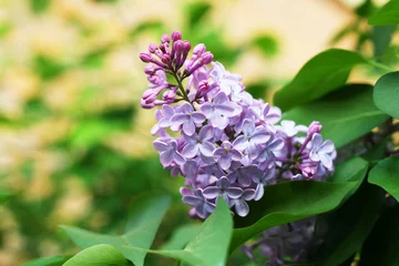 Photo sur Aluminium Lilas Floraison lilas violet clair en mai - Syringa vulgaris