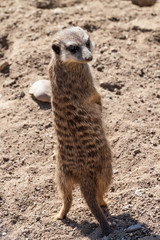 Fototapeta premium Suricate