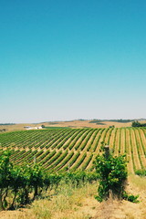 Fototapeta na wymiar Vineyard at Alentejo region, Portugal
