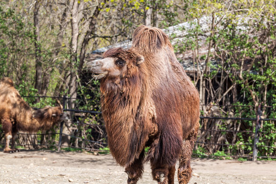 Two humped camel