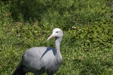 Fototapeta premium Crane bird