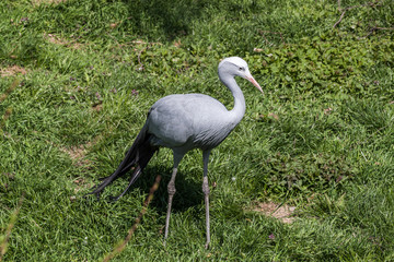 Crane bird