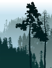 Obraz premium Forest landscape