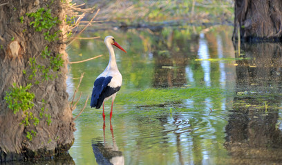 White stork
