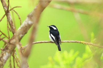 Fototapeta premium Little Pied Flycatcher (Ficedula westermanni) in Borneo