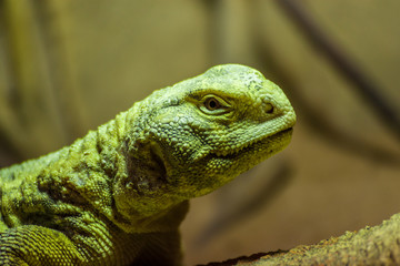 Iguana