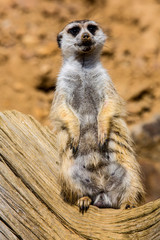 female Meerkat, Suricata suricatta on guard