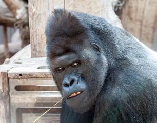 Obraz premium Mad gorilla