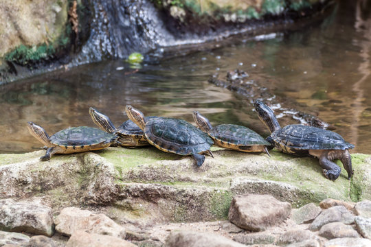 Western pond turtles