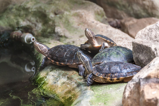 Western pond turtles