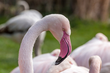 Profile portrait Greater flamingo
