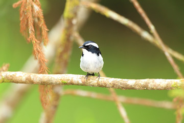  Little Pied Flycatcher (Ficedula westermanni) in Borneo