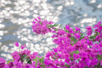 Pink flowers at the lake