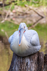 Obraz premium American white pelican