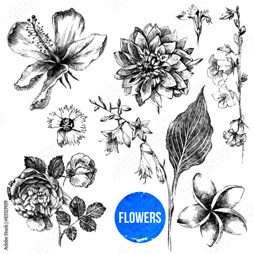 "Set of hand drawn flowers " Stock image and royalty-free vector files